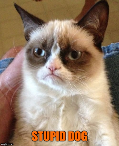 Grumpy Cat Meme | STUPID DOG | image tagged in memes,grumpy cat | made w/ Imgflip meme maker