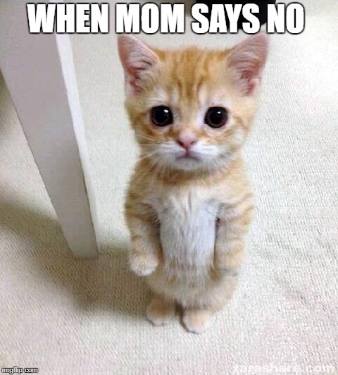 Cute Cat Meme | WHEN MOM SAYS NO | image tagged in memes,cute cat | made w/ Imgflip meme maker