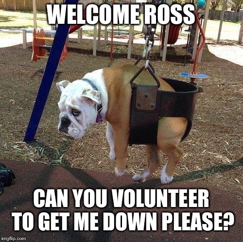 Baby swing dog  | WELCOME ROSS; CAN YOU VOLUNTEER TO GET ME DOWN PLEASE? | image tagged in baby swing dog | made w/ Imgflip meme maker