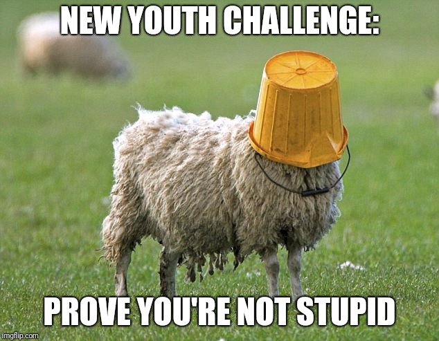 Forget Tide Pods | NEW YOUTH CHALLENGE:; PROVE YOU'RE NOT STUPID | image tagged in stupid sheep | made w/ Imgflip meme maker