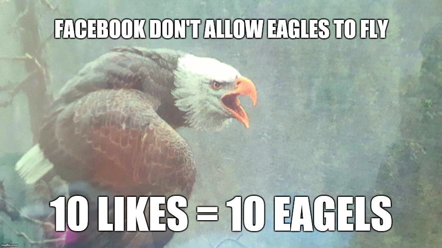 FACEBOOK DON'T ALLOW EAGLES TO FLY; 10 LIKES = 10 EAGELS | image tagged in patriotic eagle | made w/ Imgflip meme maker