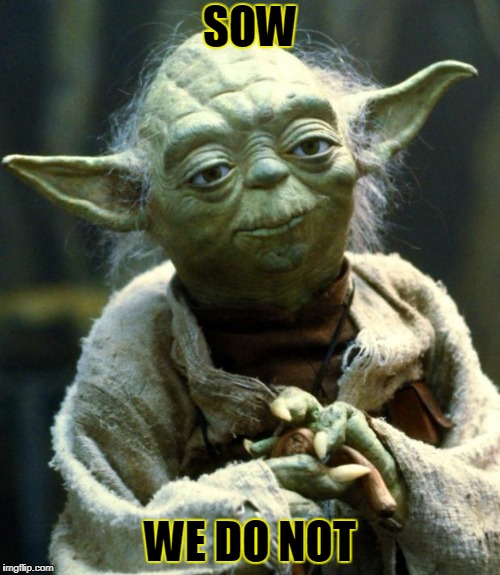 Star Wars Yoda | SOW; WE DO NOT | image tagged in memes,star wars yoda | made w/ Imgflip meme maker