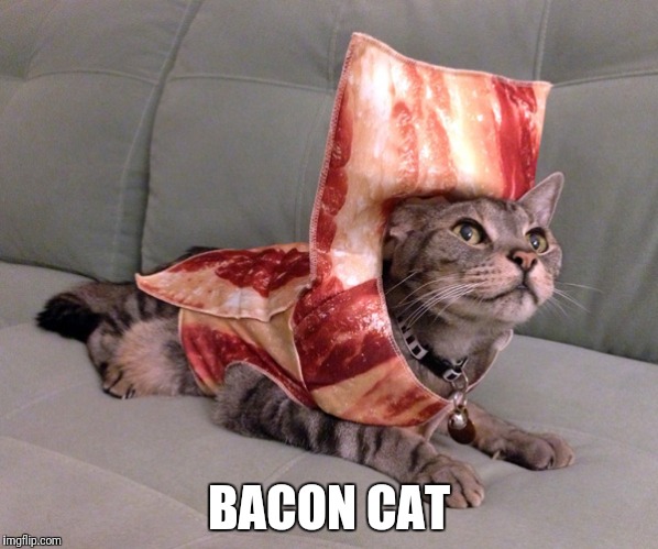 BACON CAT | made w/ Imgflip meme maker