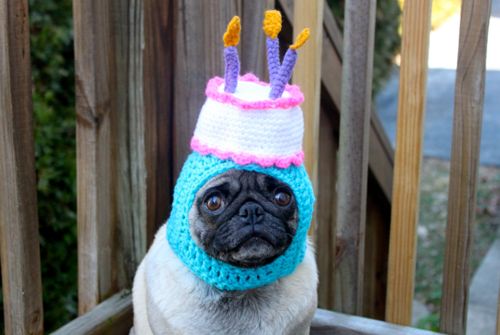 happy birthday pug Blank Meme Template