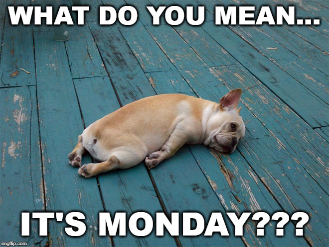 Hungover | WHAT DO YOU MEAN... IT'S MONDAY??? | image tagged in hungover | made w/ Imgflip meme maker