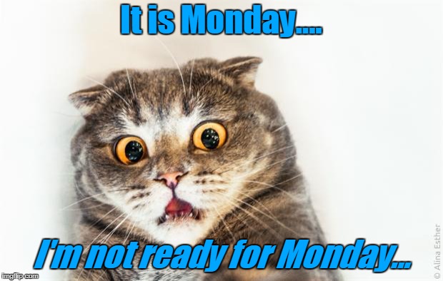 horrified cat | It is Monday.... I'm not ready for Monday... | image tagged in horrified cat | made w/ Imgflip meme maker