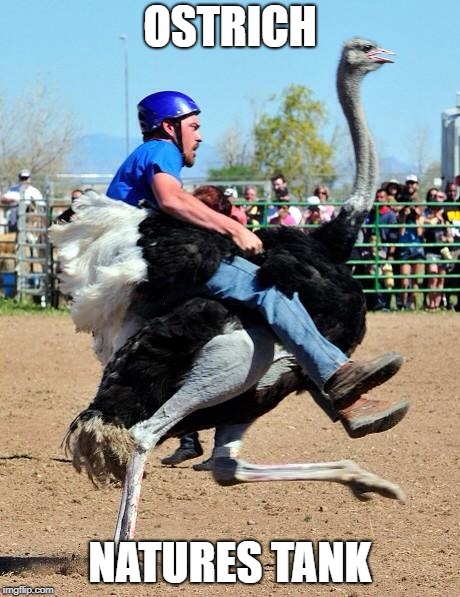 Ostrich rider | OSTRICH; NATURES TANK | image tagged in ostrich rider | made w/ Imgflip meme maker