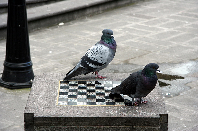 pigeon chess Blank Meme Template