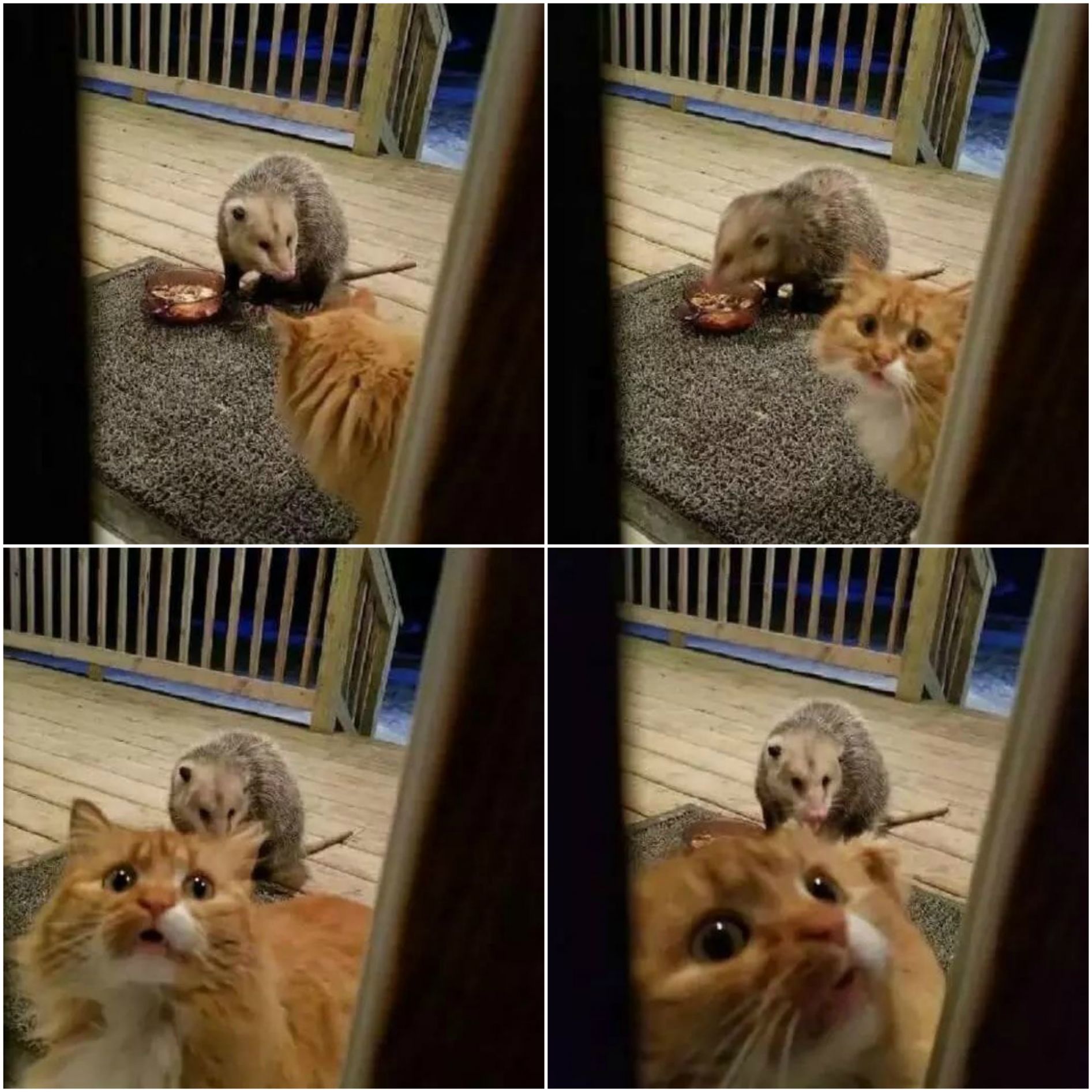 High Quality Cat and possum on porch Blank Meme Template
