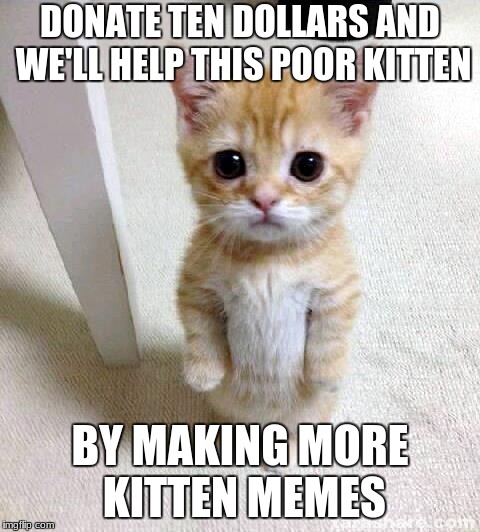 Cute Cat | DONATE TEN DOLLARS AND WE'LL HELP THIS POOR KITTEN; BY MAKING MORE KITTEN MEMES | image tagged in memes,cute cat | made w/ Imgflip meme maker