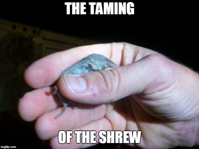 The Real Taming of the Shrew | THE TAMING; OF THE SHREW | image tagged in shrew,shakespeare,taming of the shrew,nature,the real taming of the shrew,not a mouse stirring | made w/ Imgflip meme maker