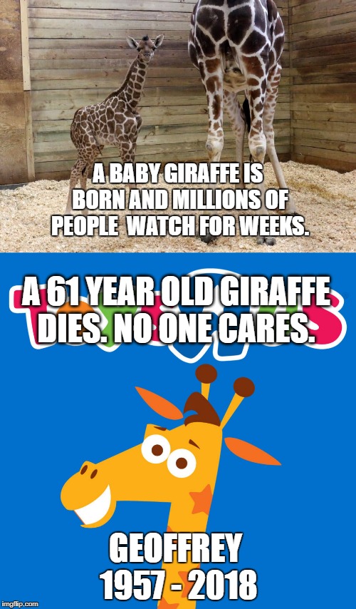 He fought a good fight, but the online competition must have been too strong for him..  | A BABY GIRAFFE IS BORN AND MILLIONS OF PEOPLE  WATCH FOR WEEKS. A 61 YEAR OLD GIRAFFE DIES. NO ONE CARES. GEOFFREY 1957 - 2018 | image tagged in geoffrey the giraffe,toysrus,baby giraffe,irony,online shopping,bankruptcy | made w/ Imgflip meme maker