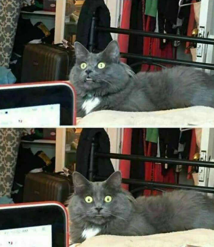 "Wait, what?" Cat Blank Meme Template