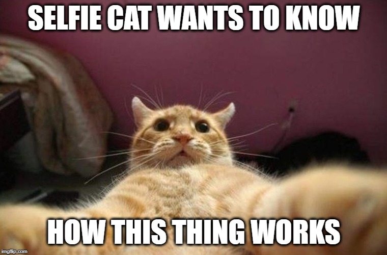 Selfie Cat | SELFIE CAT WANTS TO KNOW; HOW THIS THING WORKS | image tagged in cat meme,cat memes,funny cat meme,funny cat memes,selfie,selfie cat | made w/ Imgflip meme maker
