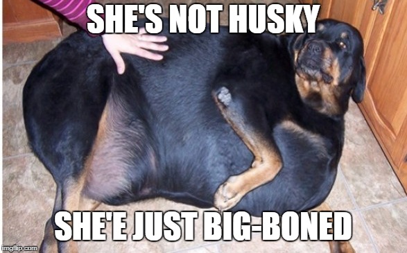 SHE'S NOT HUSKY SHE'E JUST BIG-BONED | made w/ Imgflip meme maker