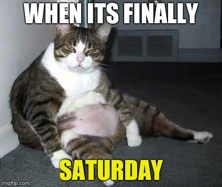 Fat cat | WHEN ITS FINALLY; SATURDAY | image tagged in fat cat | made w/ Imgflip meme maker