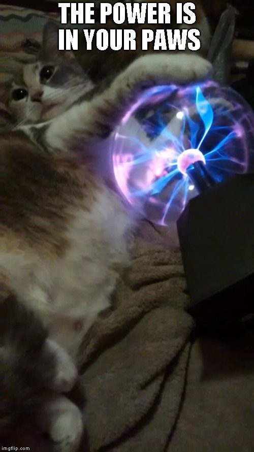 Xena feels the power! | THE POWER IS IN YOUR PAWS | image tagged in funny,cats,science,power,cute | made w/ Imgflip meme maker