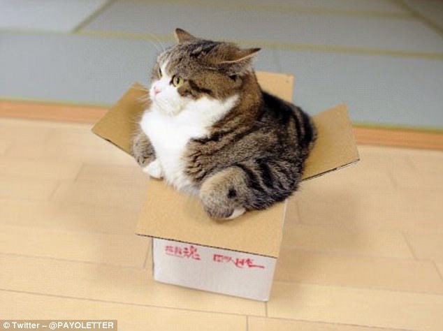 cat that doesn't fit in box Blank Meme Template