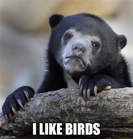 Confession Bear Meme | I LIKE BIRDS | image tagged in memes,confession bear | made w/ Imgflip meme maker