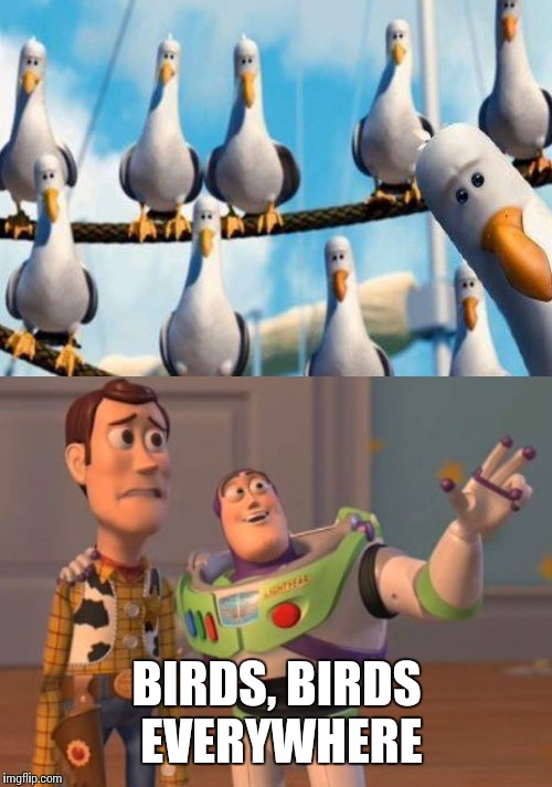 BIRDS, BIRDS EVERYWHERE | made w/ Imgflip meme maker