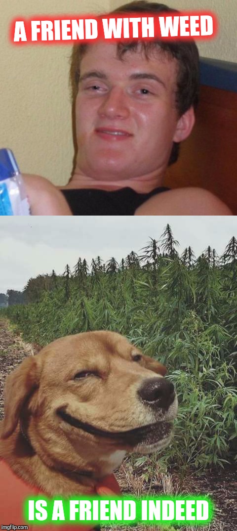 A friend with weed | A FRIEND WITH WEED; IS A FRIEND INDEED | image tagged in memes,weed,10 guy,420,funny,friends | made w/ Imgflip meme maker