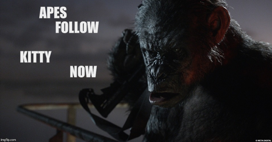 Apes Follow Koba Now,,, | APES                         FOLLOW                  KITTY                                       NOW | image tagged in apes follow koba now   | made w/ Imgflip meme maker