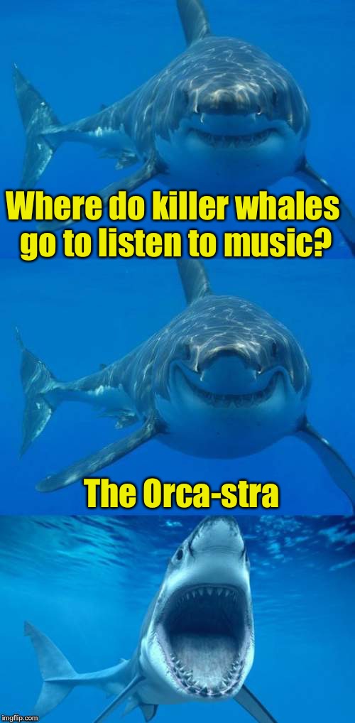 Bad Shark Pun  | Where do killer whales go to listen to music? The Orca-stra | image tagged in bad shark pun | made w/ Imgflip meme maker