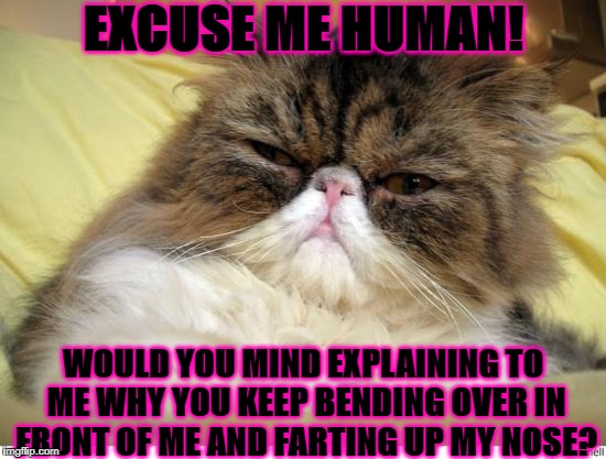 OFFENDED PERSIAN | EXCUSE ME HUMAN! WOULD YOU MIND EXPLAINING TO ME WHY YOU KEEP BENDING OVER IN FRONT OF ME AND FARTING UP MY NOSE? | image tagged in offended persian | made w/ Imgflip meme maker