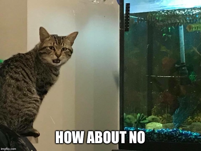 No Cat  | HOW ABOUT NO | image tagged in no cat,cat,cats,funny cats,the most interesting cat in the world,lolcats | made w/ Imgflip meme maker