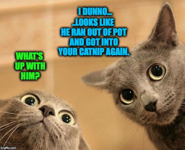 10 Guy's Cats | I DUNNO... ..LOOKS LIKE HE RAN OUT OF POT AND GOT INTO YOUR CATNIP AGAIN. WHAT'S UP WITH HIM? | image tagged in out cold | made w/ Imgflip meme maker
