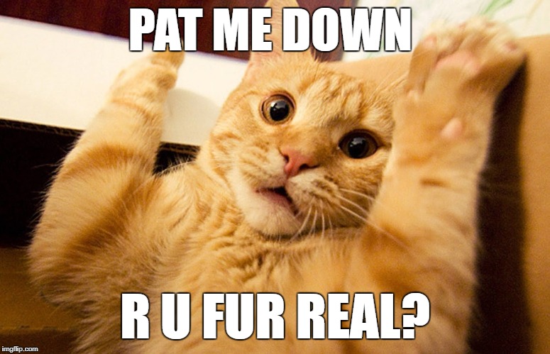 scared cat | PAT ME DOWN; R U FUR REAL? | image tagged in scared cat | made w/ Imgflip meme maker