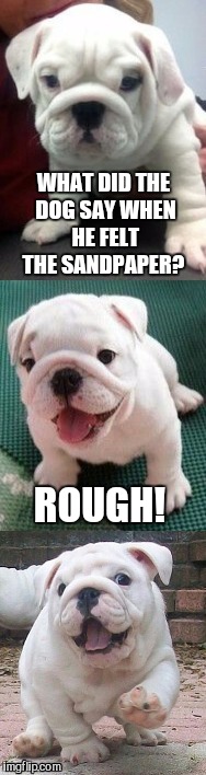 Bad pun bulldog  | WHAT DID THE DOG SAY WHEN HE FELT THE SANDPAPER? ROUGH! | image tagged in bad pun bulldog pup,cute puppies,funny dogs,jbmemegeek,bad puns | made w/ Imgflip meme maker