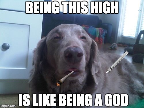 Being this High... | BEING THIS HIGH; IS LIKE BEING A GOD | image tagged in memes,high dog | made w/ Imgflip meme maker
