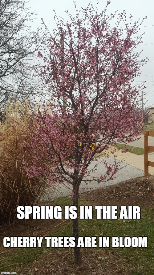 SPRING IS IN THE AIR; CHERRY TREES ARE IN BLOOM | image tagged in flowering cherry | made w/ Imgflip meme maker