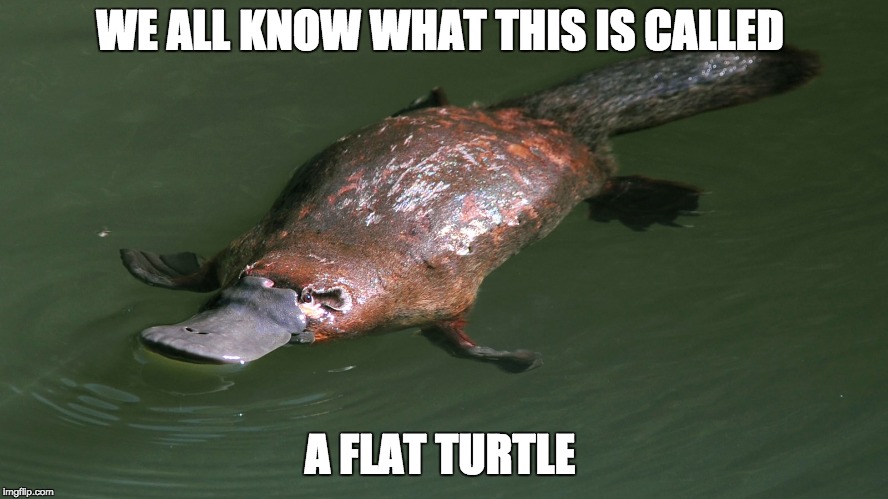 Da Flat Turtle | WE ALL KNOW WHAT THIS IS CALLED; A FLAT TURTLE | image tagged in flat turtle,platypus,turtle,squish | made w/ Imgflip meme maker