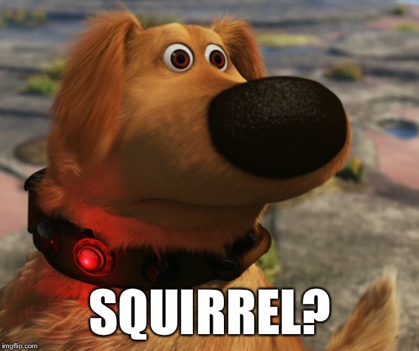 SQUIRREL? | made w/ Imgflip meme maker