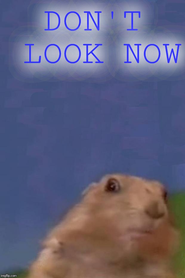 Dramatic Prairie Dog 2 | DON'T LOOK NOW | image tagged in dramatic prairie dog 2 | made w/ Imgflip meme maker