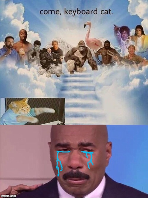 Never forget, into meme heaven you go | image tagged in steve harvey,keyboard cat,keyboard cat died | made w/ Imgflip meme maker