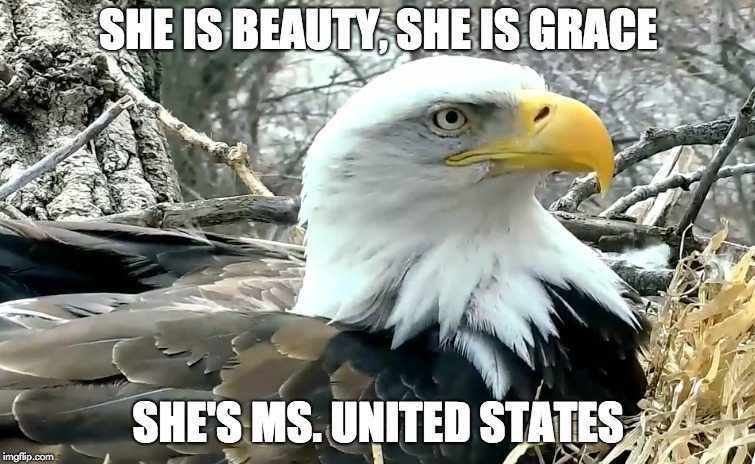 SHE IS BEAUTY, SHE IS GRACE; SHE'S MS. UNITED STATES | image tagged in patriotic eagle,lol,eagle,movie quotes,funny memes | made w/ Imgflip meme maker