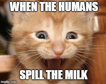 Excited Cat Meme | WHEN THE HUMANS; SPILL THE MILK | image tagged in memes,excited cat | made w/ Imgflip meme maker