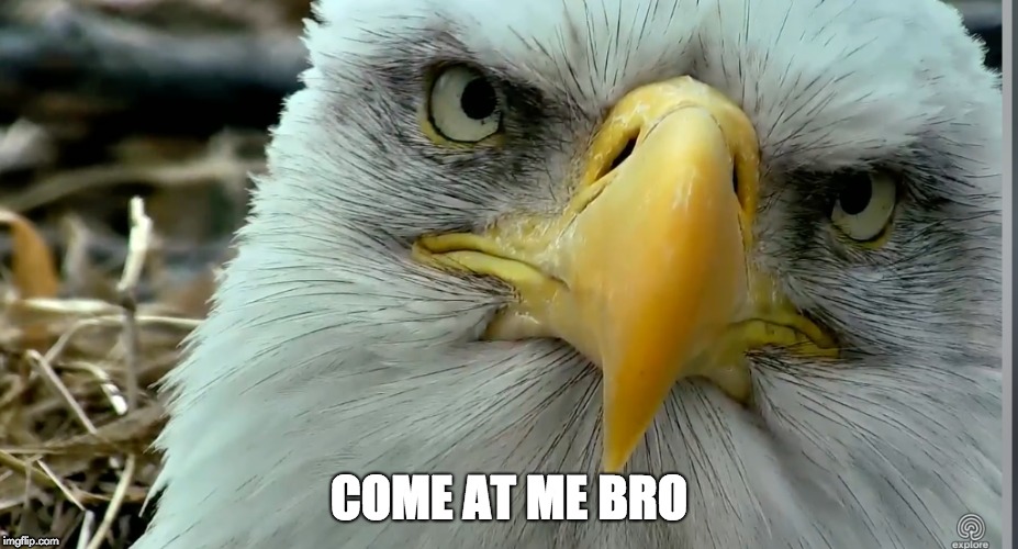 COME AT ME BRO | image tagged in come at me bro,eagle,intense,lol,funny animal meme | made w/ Imgflip meme maker