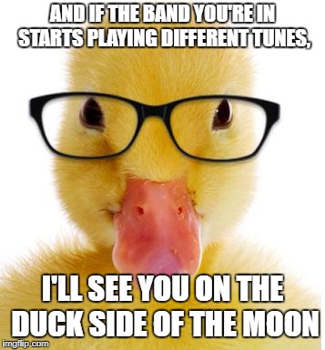The Duck Side of the Moon | AND IF THE BAND YOU'RE IN STARTS PLAYING DIFFERENT TUNES, I'LL SEE YOU ON THE DUCK SIDE OF THE MOON | image tagged in duck,pink floyd | made w/ Imgflip meme maker