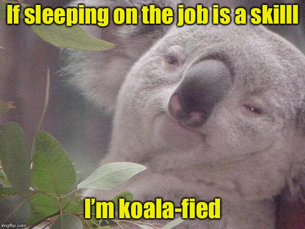 Koala Pun | If sleeping on the job is a skilll; I’m koala-fied | image tagged in dank koala,bad pun,job interview | made w/ Imgflip meme maker