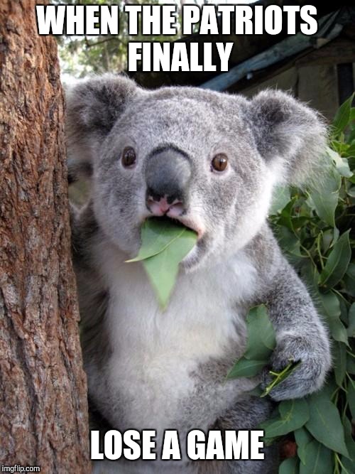 Surprised Koala | WHEN THE PATRIOTS FINALLY; LOSE A GAME | image tagged in memes,surprised koala | made w/ Imgflip meme maker