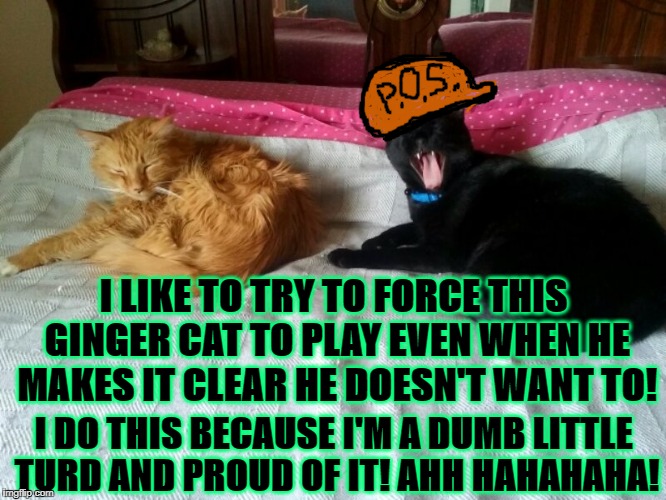 I LIKE TO TRY TO FORCE THIS GINGER CAT TO PLAY EVEN WHEN HE MAKES IT CLEAR HE DOESN'T WANT TO! I DO THIS BECAUSE I'M A DUMB LITTLE TURD AND PROUD OF IT! AHH HAHAHAHA! | image tagged in piece of crap | made w/ Imgflip meme maker