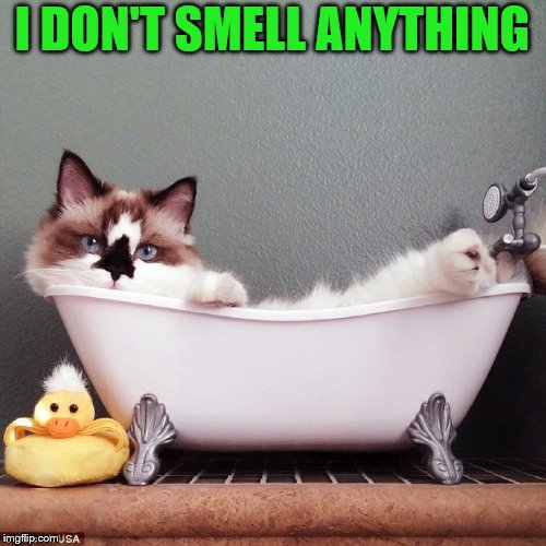 I DON'T SMELL ANYTHING | made w/ Imgflip meme maker