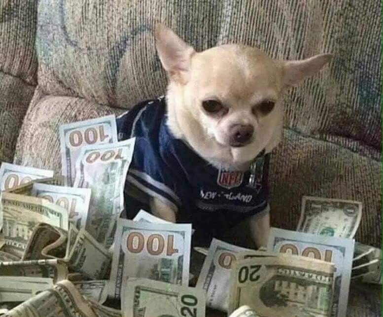 chihuahua money Blank Meme Template