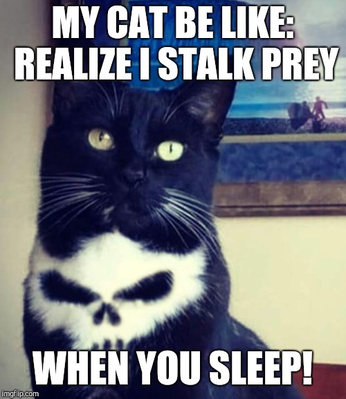 Don't Forget To Feed Your Cat!!! |  MY CAT BE LIKE: REALIZE I STALK PREY; WHEN YOU SLEEP! | image tagged in funny cat memes,punisher,cat meme,stalker,prey,threat to our national secuirty | made w/ Imgflip meme maker