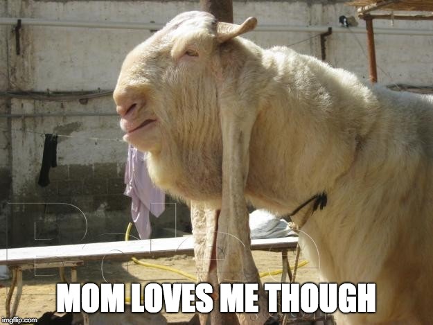 gulabi | MOM LOVES ME THOUGH | image tagged in gulabi,goat | made w/ Imgflip meme maker