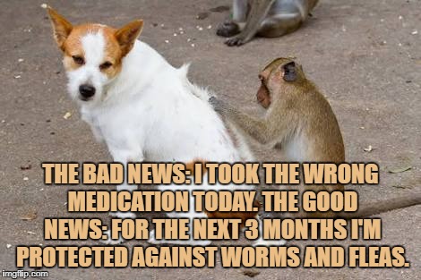 Fleas | THE BAD NEWS: I TOOK THE WRONG MEDICATION TODAY. THE GOOD NEWS: FOR THE NEXT 3 MONTHS I'M PROTECTED AGAINST WORMS AND FLEAS. | image tagged in fleas,funny,memes,worms,funny memes | made w/ Imgflip meme maker